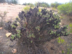 Haplopappus foliosus