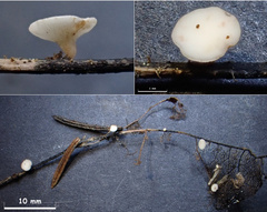 Hymenoscyphus albidus