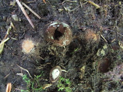 Elaphomyces americanus