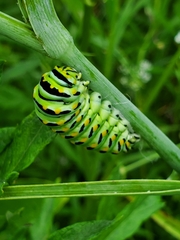 Papilio polyxenes
