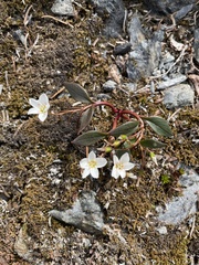 Claytonia multiscapa pacifica