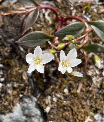 lanceleaf springbeauty (Claytonia multiscapa)