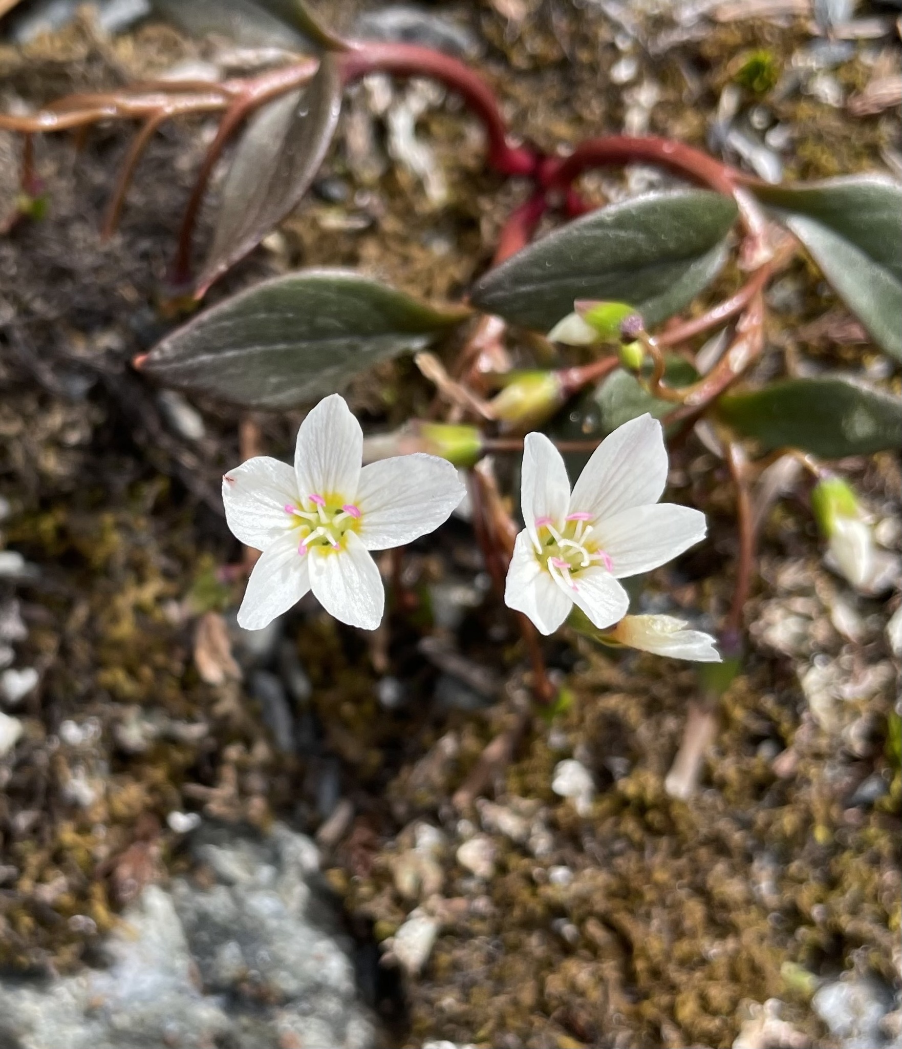 Claytonia multiscapa