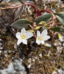 Claytonia multiscapa pacifica