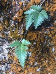 Davallia repens