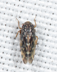 Xestocephalus superbus