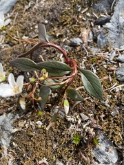 Claytonia multiscapa pacifica