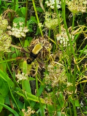 Hemaris diffinis