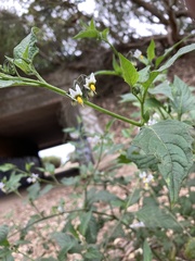 Solanum furcatum