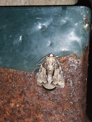 Chytonix