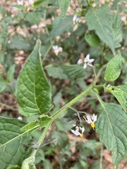 Solanum furcatum