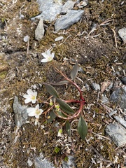 Claytonia multiscapa pacifica