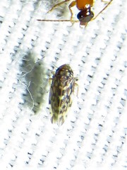 Xestocephalus lunatus