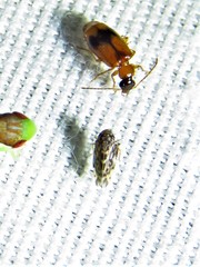 Xestocephalus lunatus