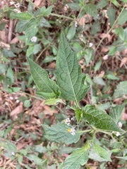 Solanum furcatum