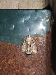 Chytonix