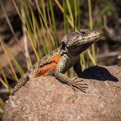 Pseudocordylus subviridis