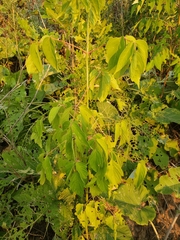 Acer negundo