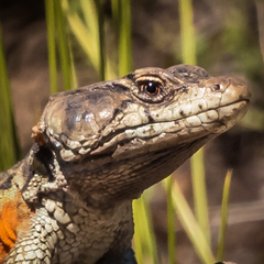 Pseudocordylus subviridis