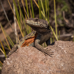 Pseudocordylus subviridis