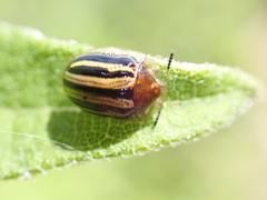 Agroiconota bivittata