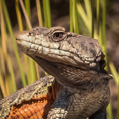 Pseudocordylus subviridis
