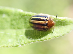 Agroiconota bivittata