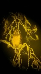 Strix leptogrammica