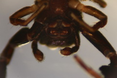 Harmochirus brachiatus