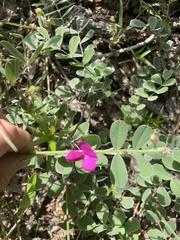 Tephrosia lindheimeri