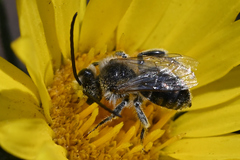 Melissodes microstictus