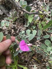 Tephrosia lindheimeri