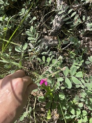 Tephrosia lindheimeri