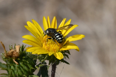 Dianthidium subparvum