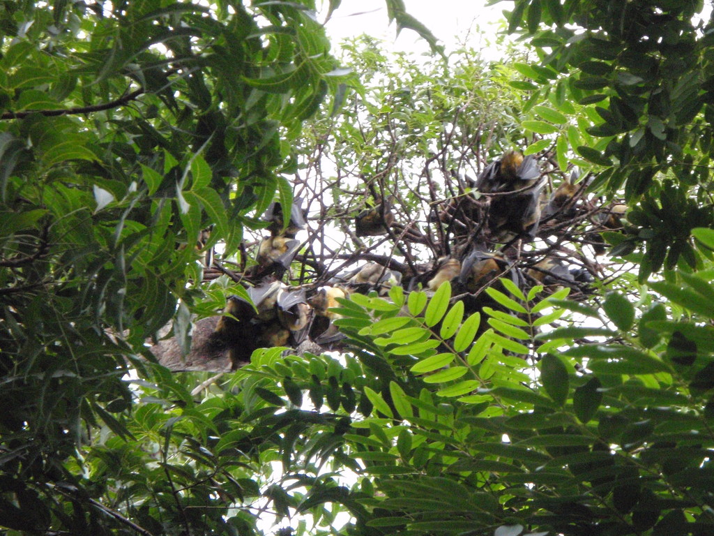 African Straw-colored Fruit Bat (Eidolon helvum)