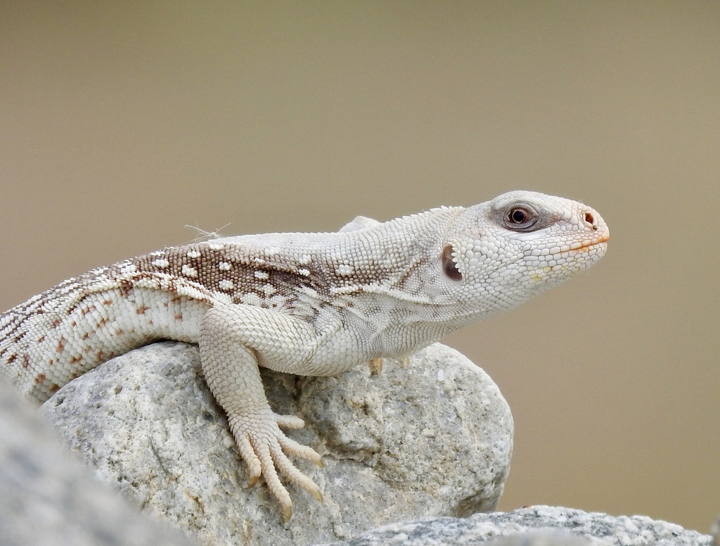 Common Desert Iguana