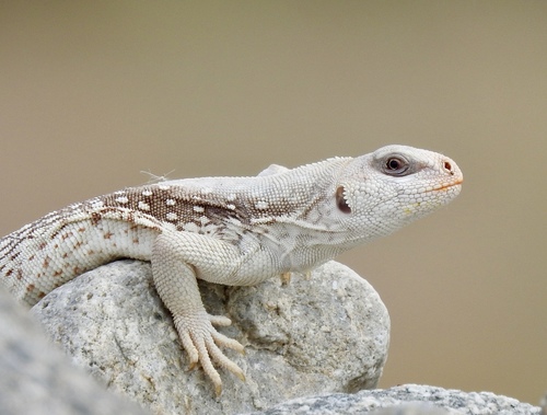 Desert Iguana