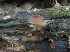 Pluteus seticeps