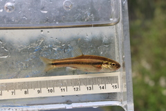 Chrosomus neogaeus