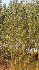 Populus deltoides