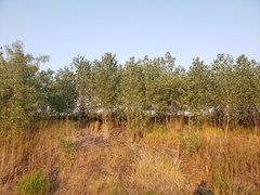 Populus deltoides