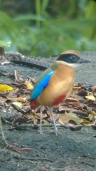 Pitta moluccensis
