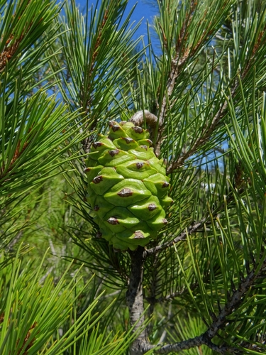 Nelson's pinyon