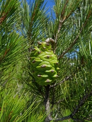 Pinus nelsonii