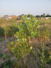 Populus deltoides