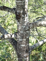 Pinus nelsonii