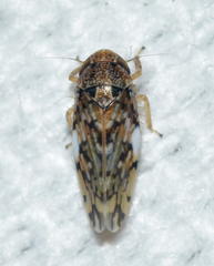 Xestocephalus tessellatus