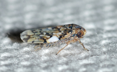 Xestocephalus tessellatus