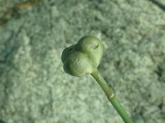 Zephyranthes longifolia