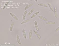 Hymenoscyphus albidus